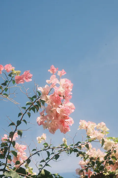 Soft Bloom Phone Wallpaper · aesthetic · 1440×2160
