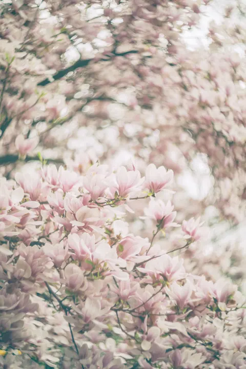 Soft Bloom Phone Wallpaper · aesthetic · 1440×2160
