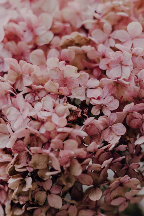 Soft Bloom Phone Wallpaper · aesthetic · 1440×2160