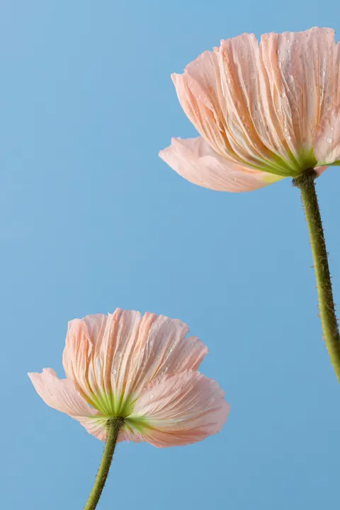 Soft Bloom Phone Wallpaper · aesthetic · 1440×2160
