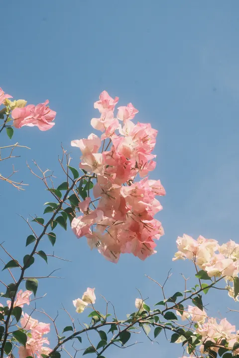 Soft Bloom Phone Wallpaper · aesthetic · 1440×2160