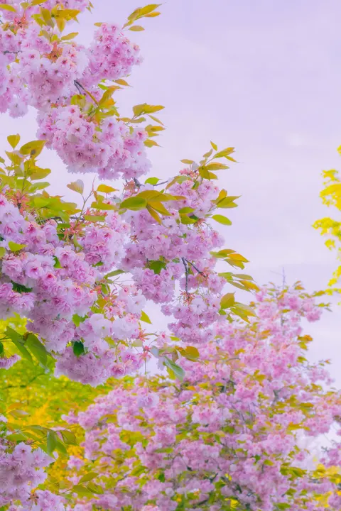 Soft Bloom Phone Wallpaper · aesthetic · 1440×2160
