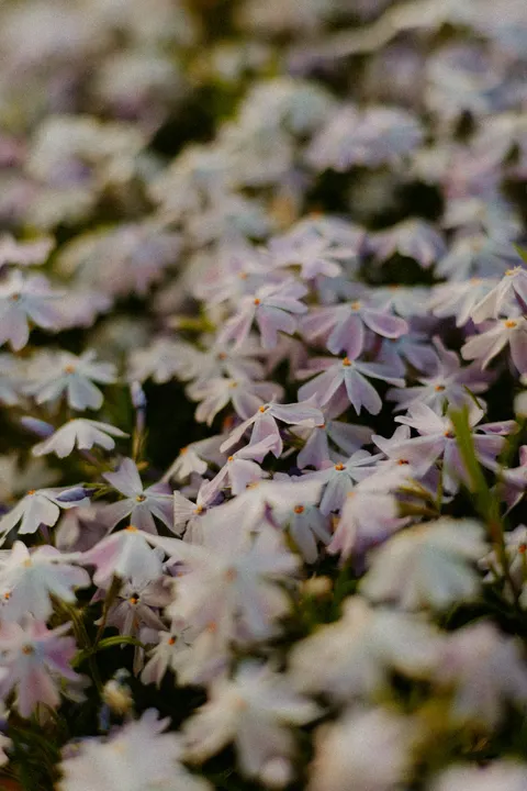 Soft Bloom Phone Wallpaper · aesthetic · 1440×2160