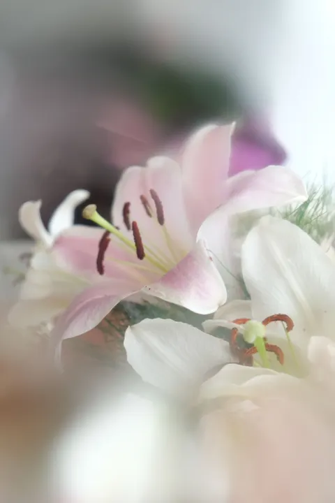 Soft Bloom Phone Wallpaper · aesthetic · 1440×2160