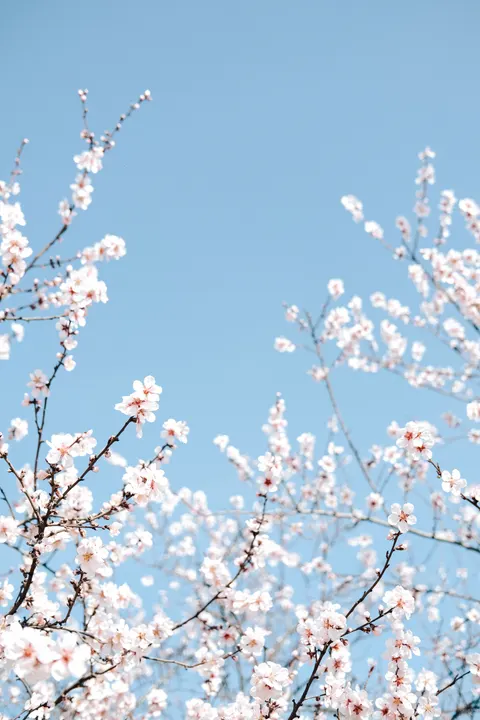 Soft Bloom Phone Wallpaper · aesthetic · 1440×2160