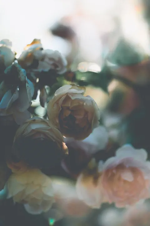 Soft Bloom Phone Wallpaper · aesthetic · 1440×2164