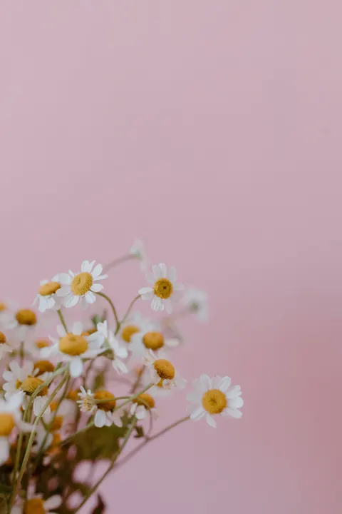 Soft Bloom Phone Wallpaper · aesthetic · 1440×2160
