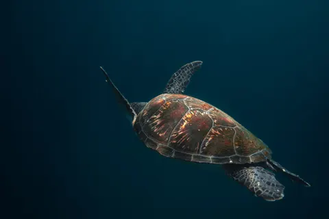 Sea Turtle 4K Wallpaper · ocean · 3840×2560