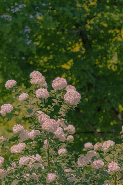 Soft Bloom Phone Wallpaper · aesthetic · 1440×2160