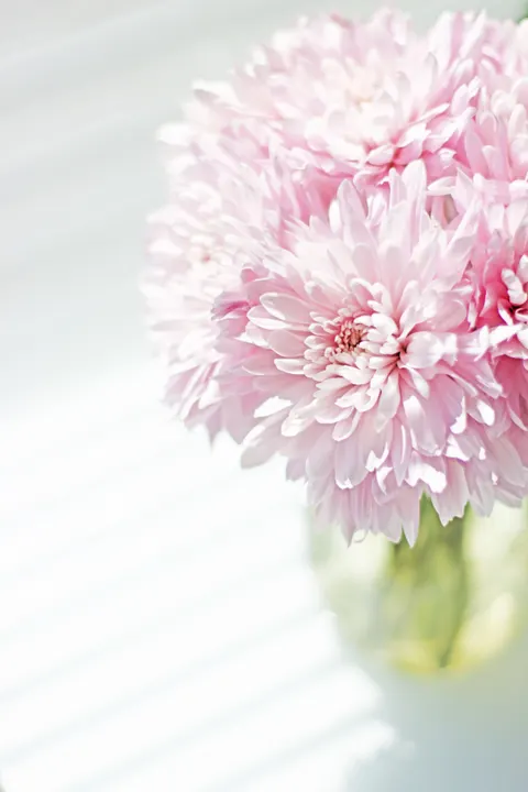Soft Bloom Phone Wallpaper · aesthetic · 1440×2160