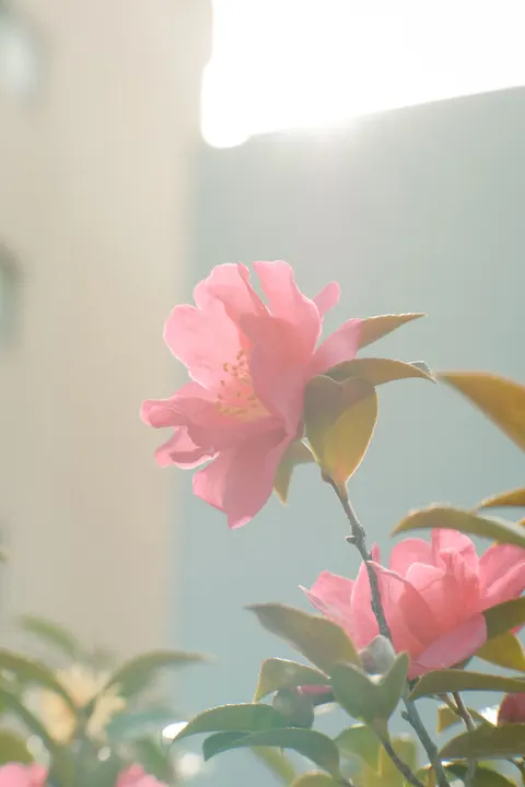 Soft Bloom Phone Wallpaper · aesthetic · 1440×2160