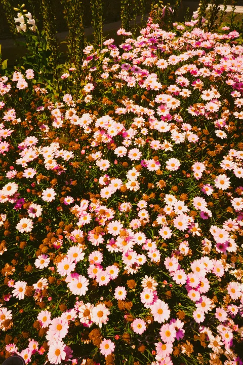 Soft Bloom Phone Wallpaper · aesthetic · 1440×2160