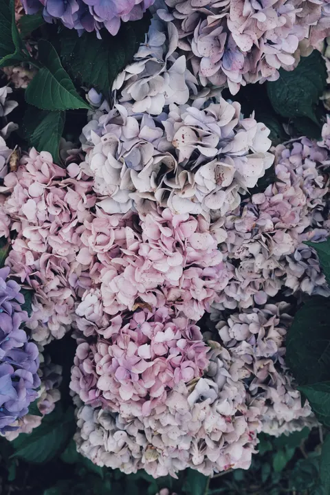 Soft Bloom Phone Wallpaper · aesthetic · 1440×2160