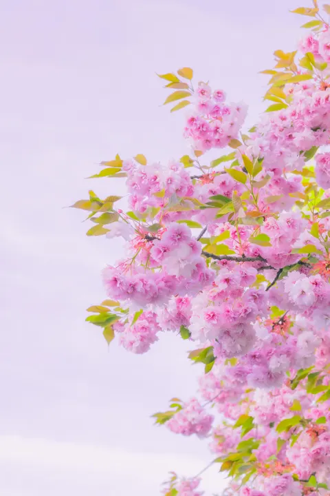 Soft Bloom Phone Wallpaper · aesthetic · 1440×2160