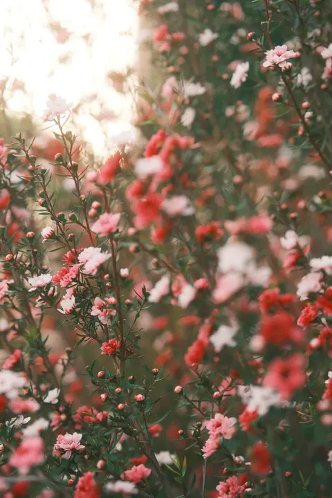 Soft Bloom Phone Wallpaper · aesthetic · 1440×2160