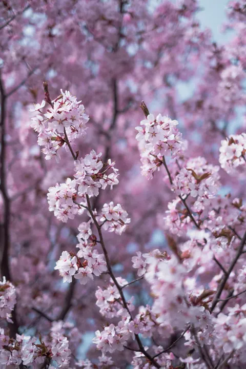 Soft Bloom Phone Wallpaper · aesthetic · 1440×2160