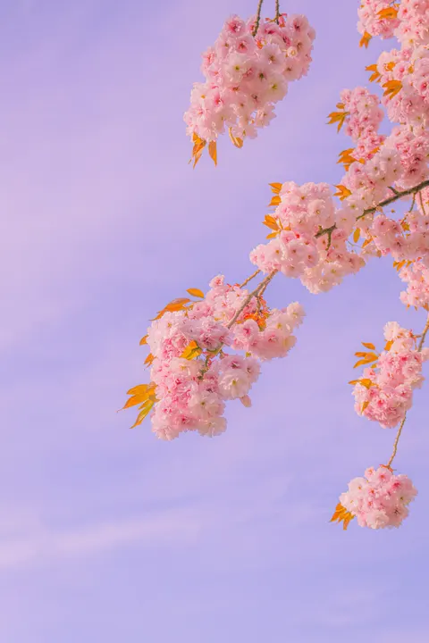 Soft Bloom Phone Wallpaper · aesthetic · 1440×2160