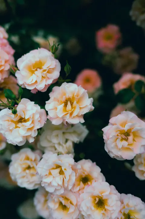 Soft Bloom Phone Wallpaper · aesthetic · 1440×2164