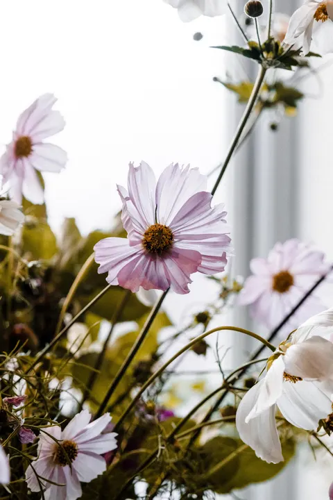 Soft Bloom Phone Wallpaper · aesthetic · 1440×2160