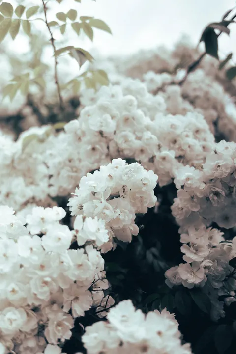 Soft Bloom Phone Wallpaper · aesthetic · 1440×2164