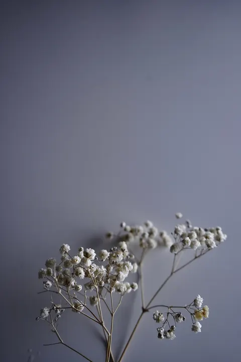Soft Bloom Phone Wallpaper · aesthetic · 1440×2160