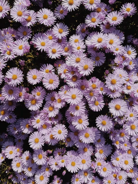 Soft Bloom Phone Wallpaper · aesthetic · 1440×1920