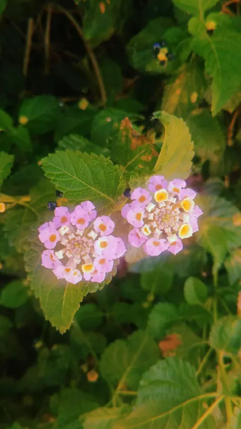 Soft Bloom Phone Wallpaper · aesthetic · 1440×2560