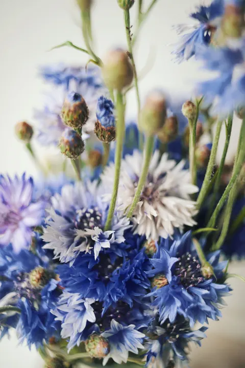 Soft Bloom Phone Wallpaper · aesthetic · 1440×2157