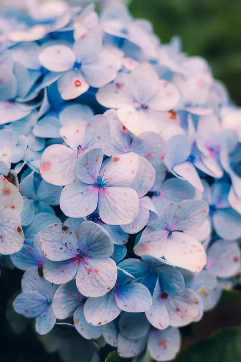 Soft Bloom Phone Wallpaper · aesthetic · 1440×2160
