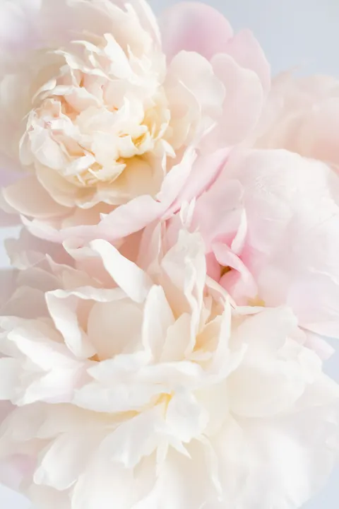 Soft Bloom Phone Wallpaper · aesthetic · 1440×2160
