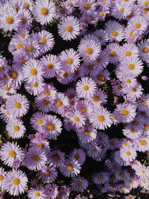 Soft Bloom Phone Wallpaper · aesthetic · 1440×1920