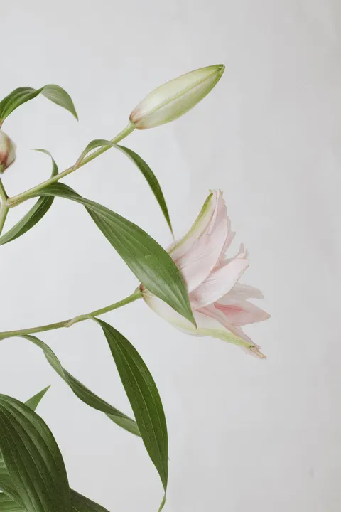 Soft Bloom Phone Wallpaper · aesthetic · 1440×2160