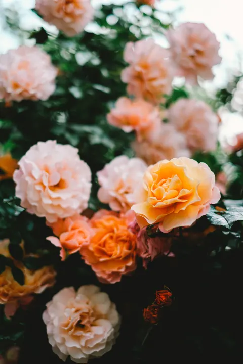 Soft Bloom Phone Wallpaper · aesthetic · 1440×2160