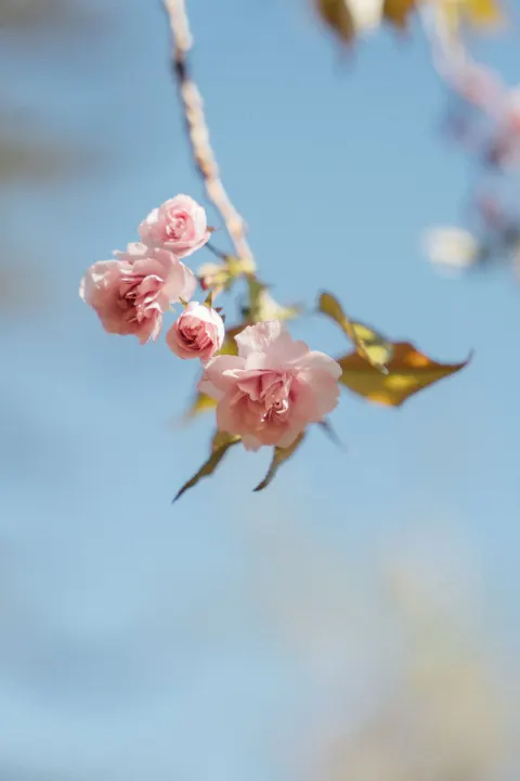 Soft Bloom Phone Wallpaper · aesthetic · 1440×2160