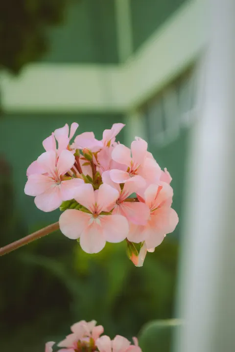 Soft Bloom Phone Wallpaper · aesthetic · 1440×2160