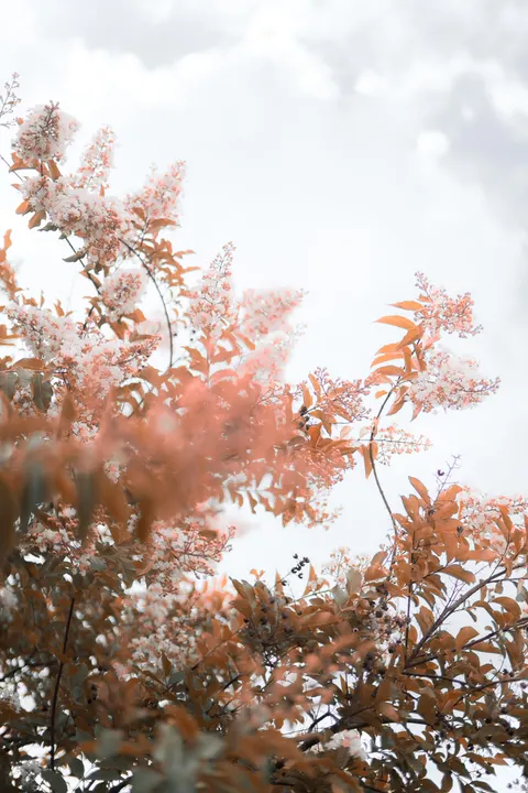 Soft Bloom Phone Wallpaper · aesthetic · 1440×2160