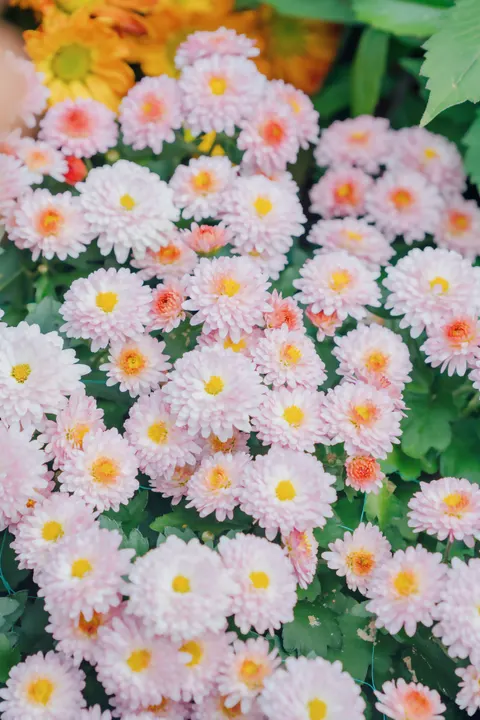 Soft Bloom Phone Wallpaper · aesthetic · 1440×2159