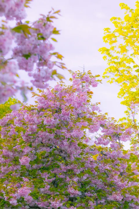 Soft Bloom Phone Wallpaper · aesthetic · 1440×2160