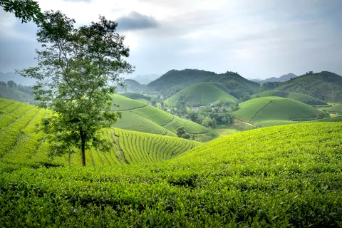 Wallpaper Bukit Hijau 4K · nature · 3840×2560