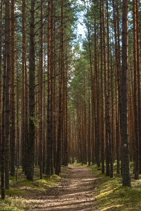 Forest Path Phone Wallpaper · vertical · 1440×2160
