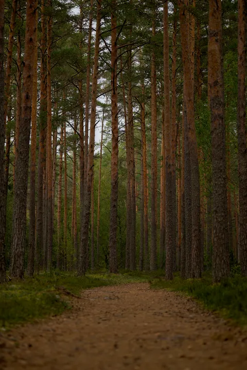 Forest Path Phone Wallpaper · vertical · 1440×2160