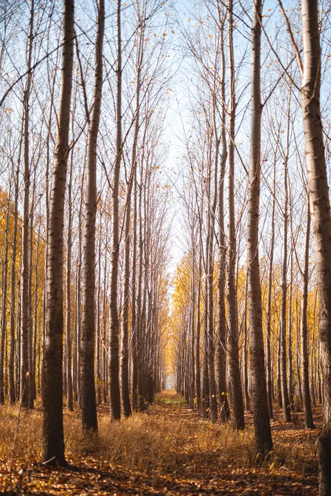 Forest Path Phone Wallpaper · vertical · 1440×2157