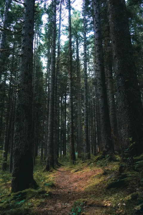 Forest Path Phone Wallpaper · vertical · 1440×2157