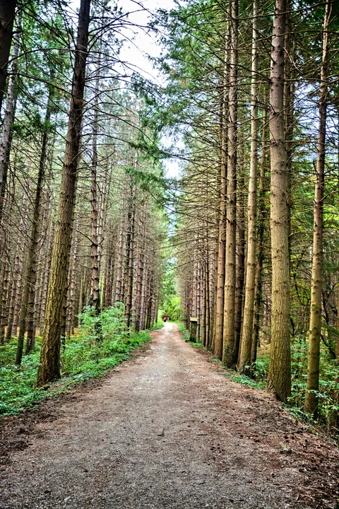 Forest Path Phone Wallpaper · vertical · 1440×2160
