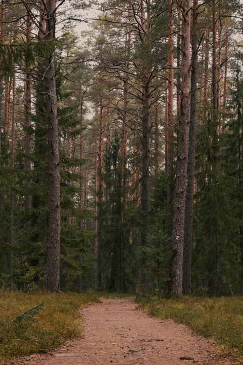Forest Path Phone Wallpaper · vertical · 1440×2160
