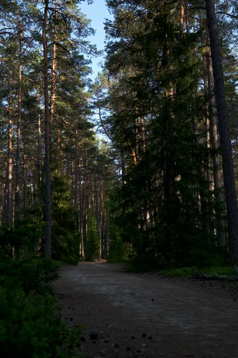 Forest Path Phone Wallpaper · vertical · 1440×2160