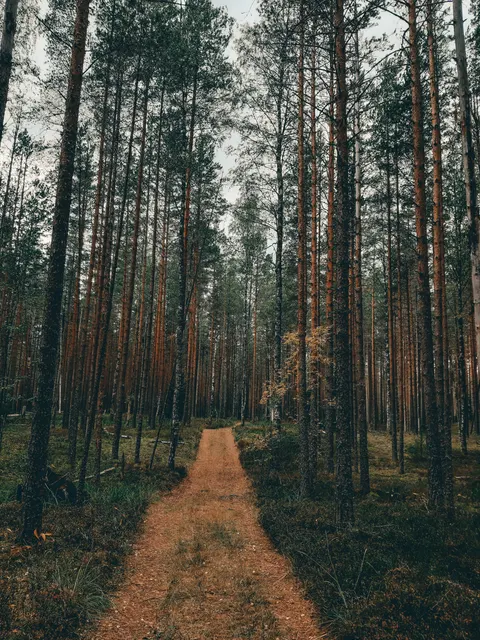 Forest Path Phone Wallpaper · vertical · 1440×1920
