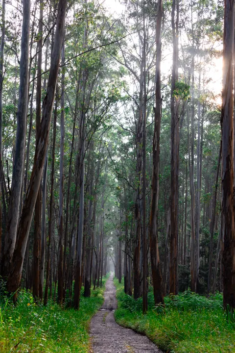 Forest Path Phone Wallpaper · vertical · 1440×2159