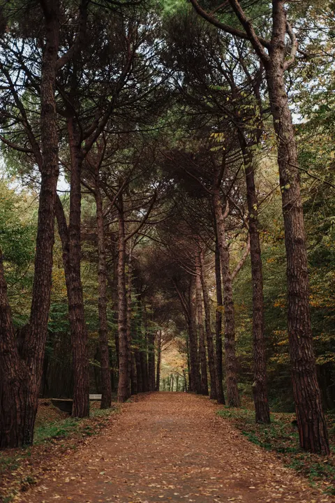Forest Path Phone Wallpaper · vertical · 1440×2160