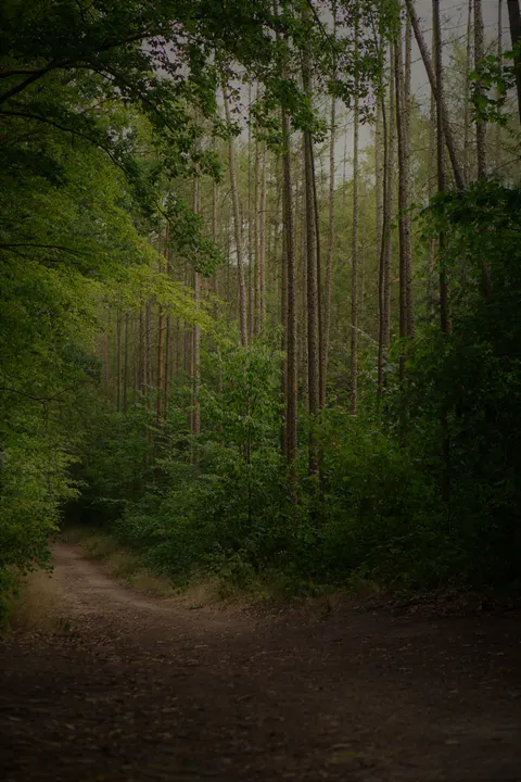 Forest Path Phone Wallpaper · vertical · 1440×2160
